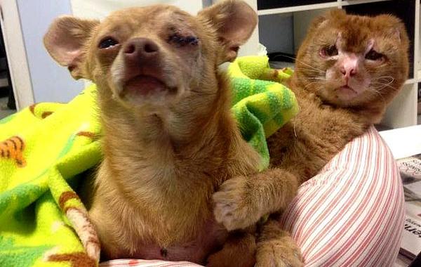 Russel cat, Обгоревший кот стал сиделкой для других животных