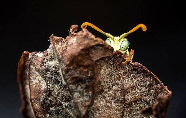 National Geographic за декабрь, лучшие снимки дикой природы