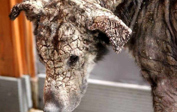 ‘окаменевшая’ собака, собака Петра, спасение окаменевшей собаки Петры