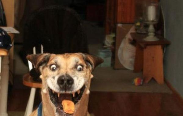 в нужный момент поймать кадр лови момент