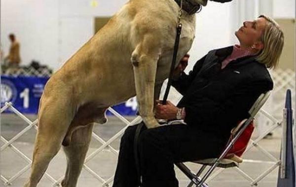 большая собака конкурс стоит