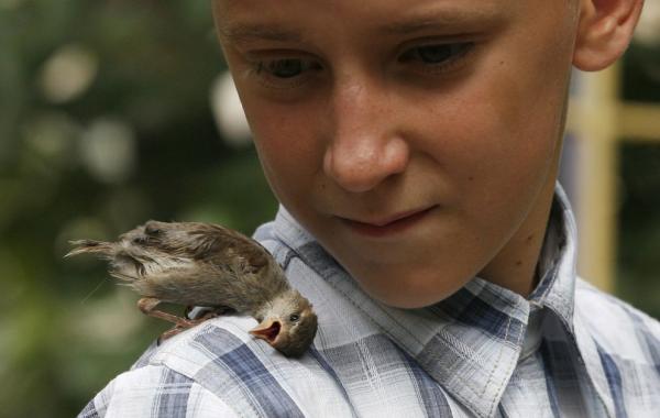 Дружба мальчика и осиротевшего воробья