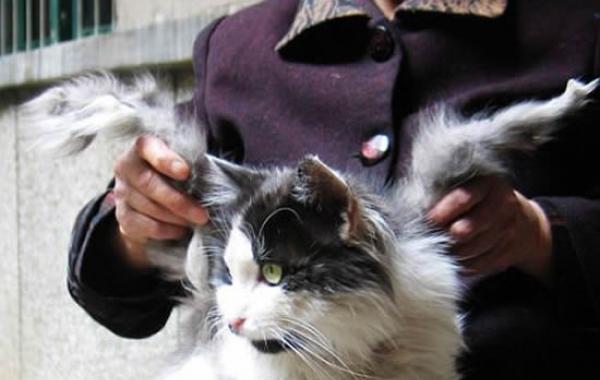 Коты с крыльями! Удивительная кошачья аномалия!