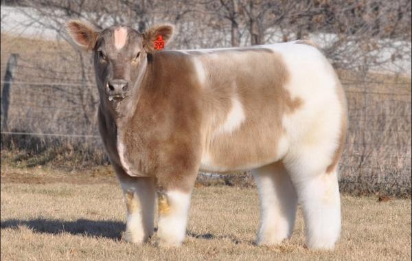 плюшевые бурёнки безрогие коровы Lautner farms