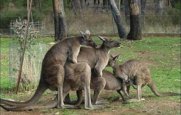 Добро пожаловать в Австралию! тем временем в Австралии, Meanwhile in Australia