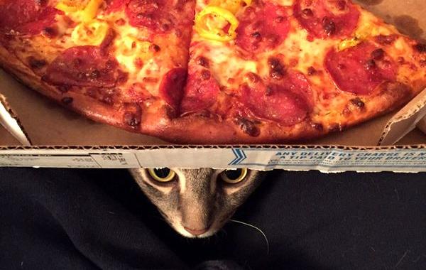 кот который сидит как человек, кот Уилбур