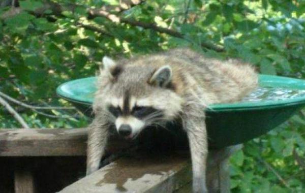 советы от жары летний зной как спастись от жары 