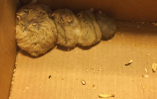 Pokemon Go, игроки в Pokemon Go спасли грызунов