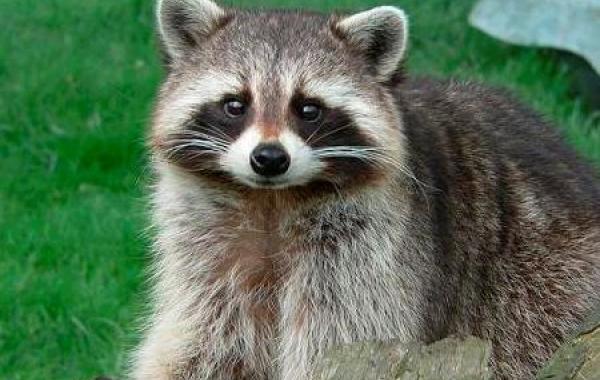 Коллекция коротких видеороликов с животными-воришками взятых с поличным