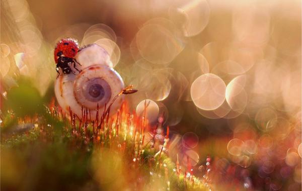 Сказочный мир макросъёмки