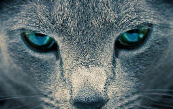 Окружающий мир глазами кошки