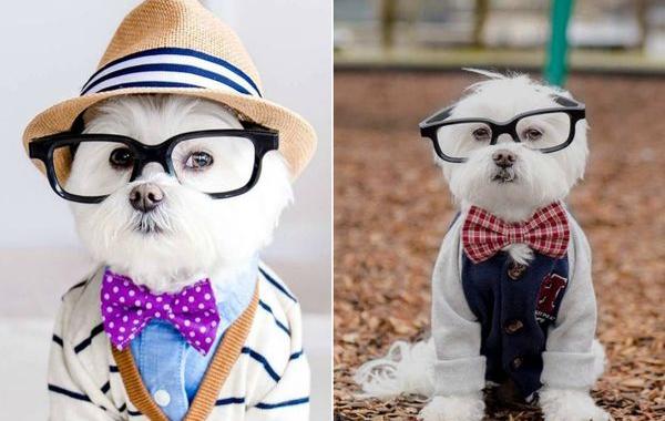 собака хипстер Тоби, модная собака