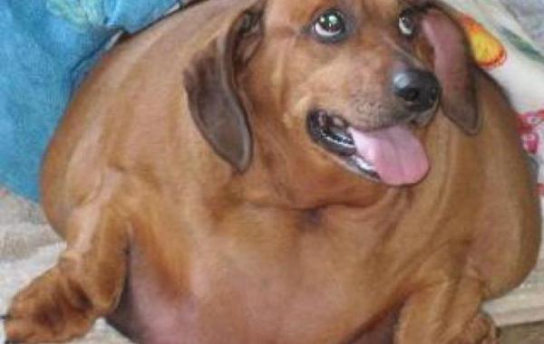  такса Оби похудела на 22 кг и легла на операционный стол 