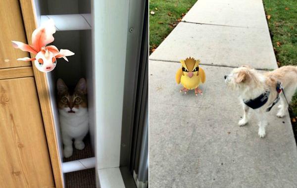  домашние питомцы видят покемонов, животные и Pokemon Go