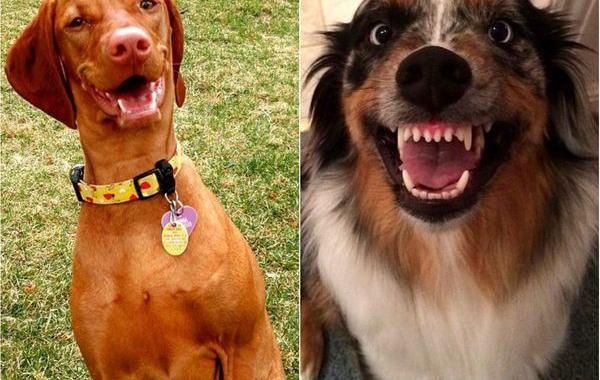 собака улыбака, собаки улыбаются, смешные собаки