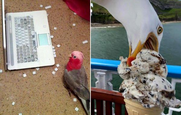 птицы хулиганы, птицы терроризирующие человечество, злые птицы, смешные птицы