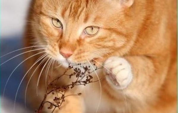 Рыжий кот кривляется от противной ветки