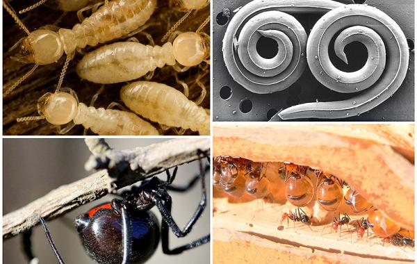 Самые опасные насекомые нашей планеты