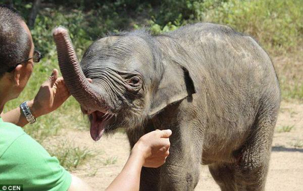 Брошенный мамой слоненок проплакал 5 часов