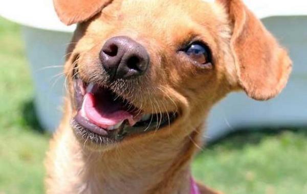 собака улыбака улыбающиеся собаки улыбчивые животные 