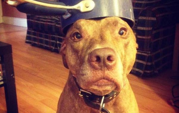 Скаут - самый терпеливый пёс в мире, scout