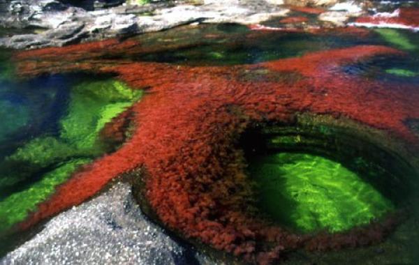 Каньо Кристалес – самая красивая река на Земле