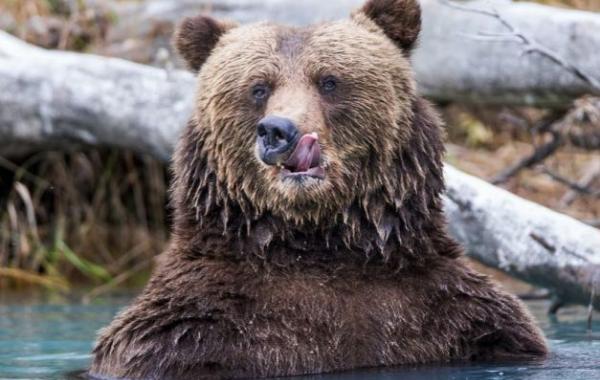 National Geographic за октябрь 2014, лучшие фотографии National Geographic