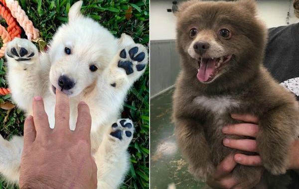 щенки которые выглядят как медвежата, пушистые щенки