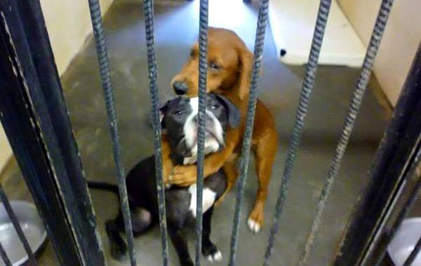 обнимающиеся собаки, собаки перед эвтаназией, Kala and Keira dog