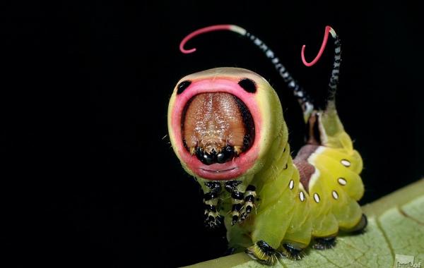 Лучшие фотографии природы  России 2011 года