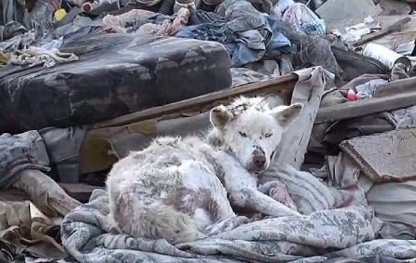 Близкий к смерти хаски получает второй шанс на жизнь