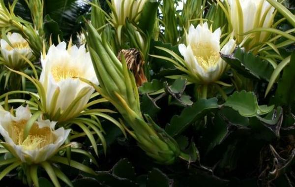 10 самых редких растений Земли