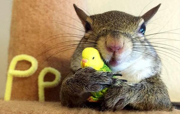 белки Джилл, белка спасённая от урагана