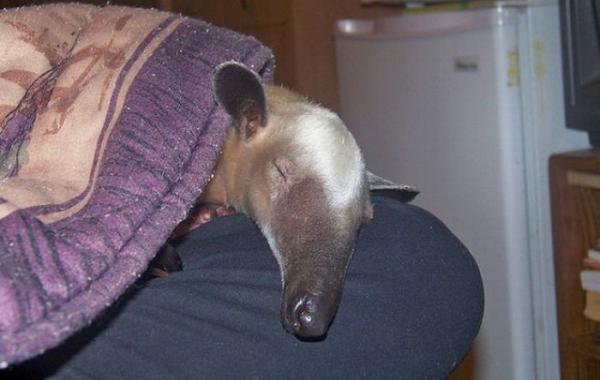 Мой милый, домашний муравьед