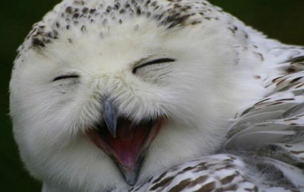 совы смешное улыбаются животные птицы