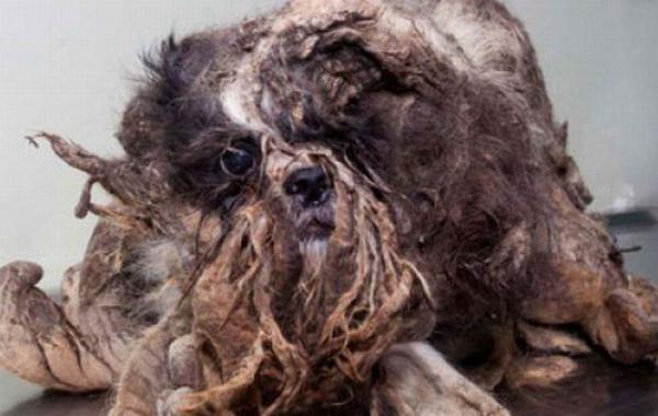 грязную лохматую собаку подстригли  отмыли