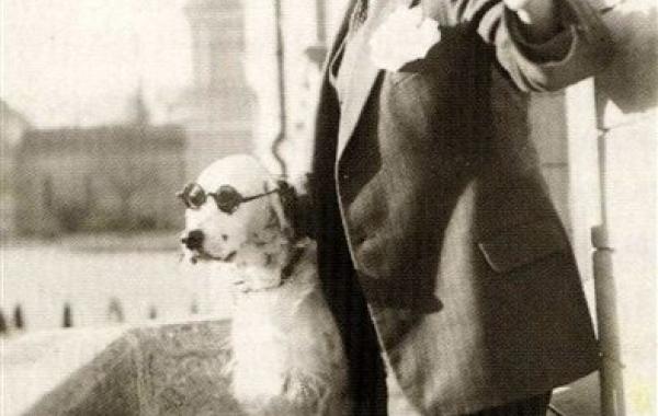 Самые смелые собаки