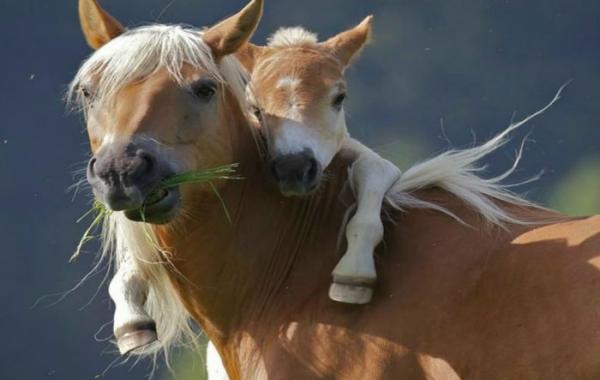 мамы животные детёныши