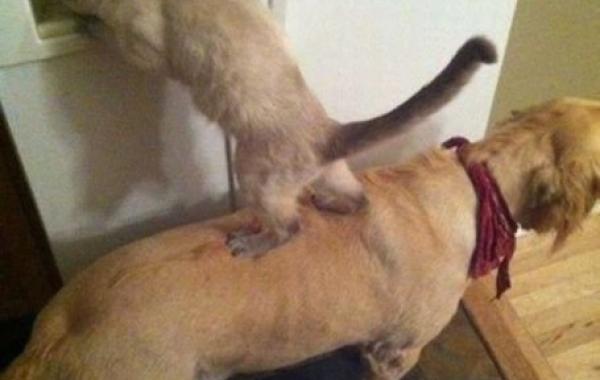 командный дух,взаимопомощь,дружба 