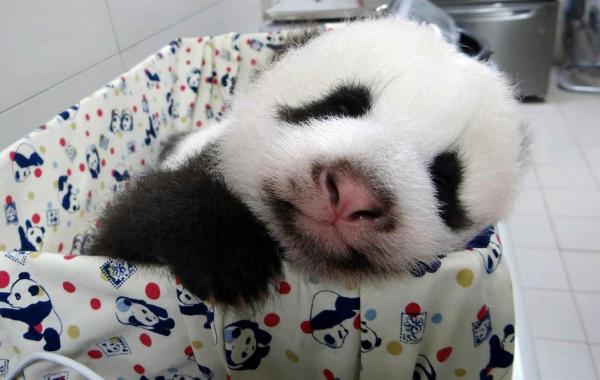 забавные животные, милые зверята