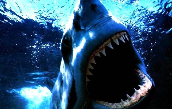 страшные акулы, акулы гиф, акулы анимация