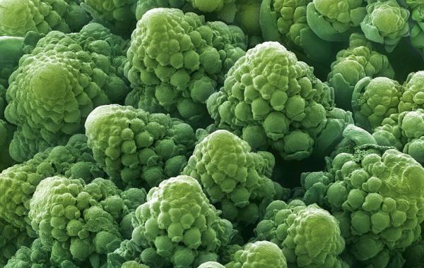 Брокколи под микроскопом