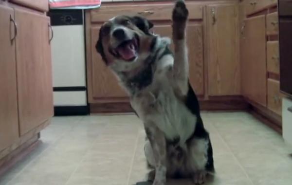 Самый умный пес в мире!