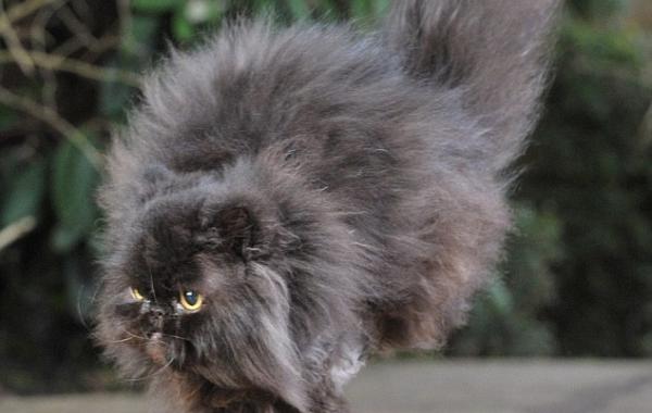 Удивительный кот,который научился ходить на двух лапах