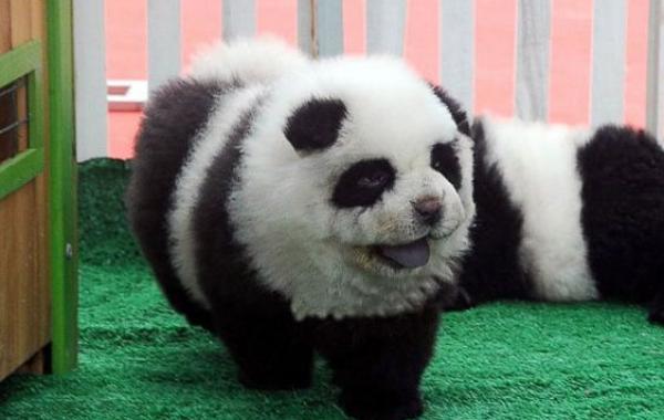 Хит Китая. Щенки чау-чау, которые выглядят как панды