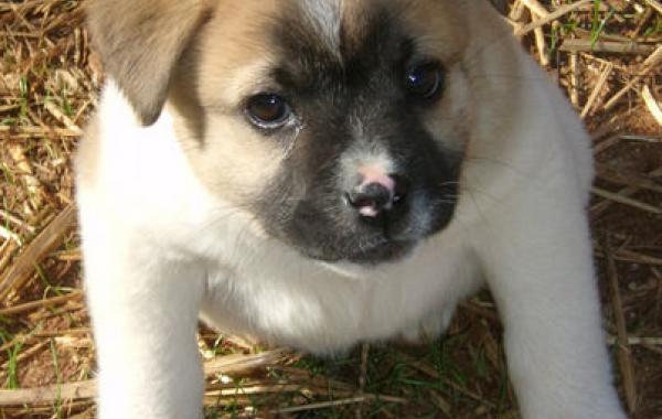 Хрюша - собака-инвалид с очень необычной деформацией тела