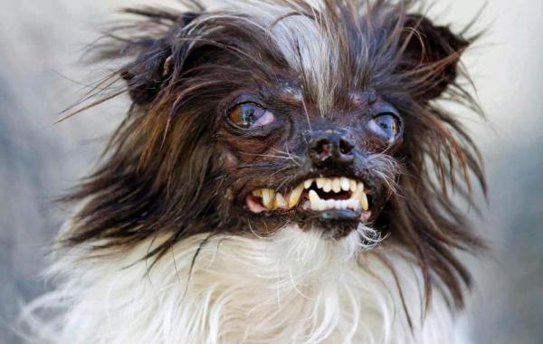 10 вдохновляющих историй спасения животных, люди спасли животных, трогательное 