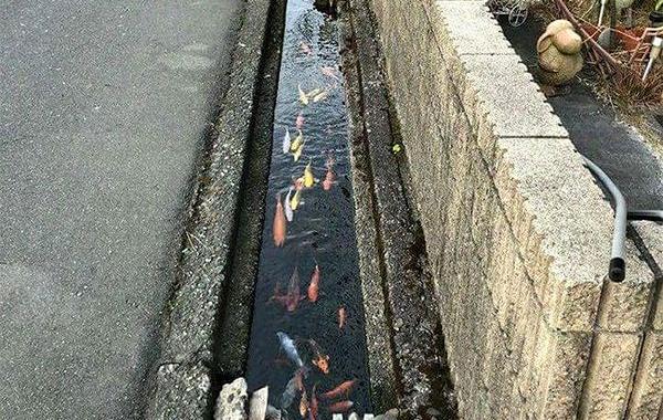 карпы в сливных каналах, карпы в сточных каналах Японии
