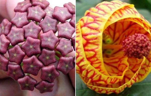самые необычные цветы, цветы странной формы, цветы странного цвета