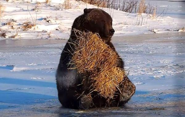 медведь играет с тюком сена, медведь и пучок сена, медведь играет с сеном, медведь гризли играет с сеном, медведь Хьюго